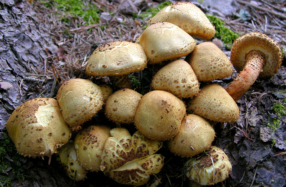 Totofungo...per chi vuole provarci.